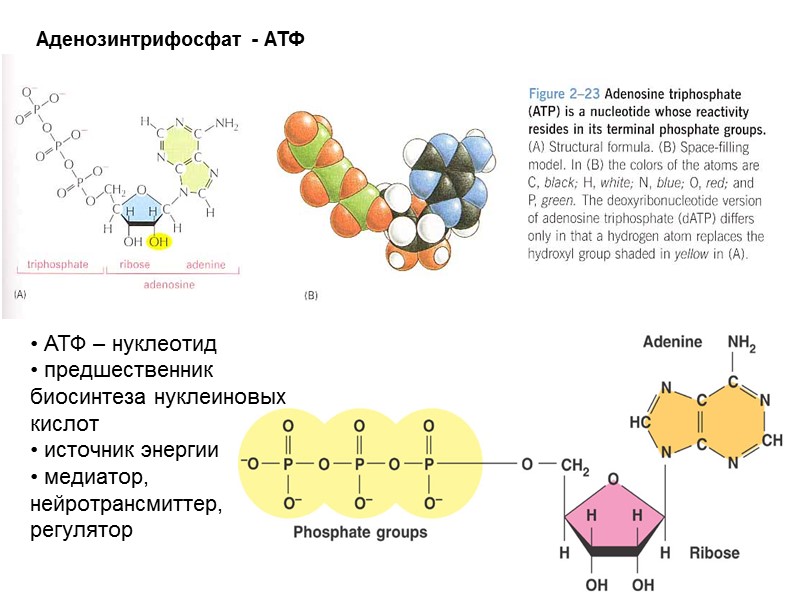 Аденозинтрифосфат - АТФ   АТФ – нуклеотид  предшественник биосинтеза нуклеиновых кислот 